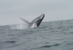 Ballenas (Julio a Sept) en Ruta del Sol