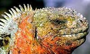 Las exóticas, y diferente variables de Iguanas, constituyen uno de los atractivos de Galápagos