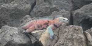 Muchas variedades de Iguana que cambian de Isla en Isla, algunas ni siquiera fueron descubiertas por C Darwin