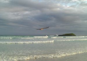 Tortuga Bay es una playa que puede competir con las mejores del mundo, a solo una hora a pie de Puerto Ayora