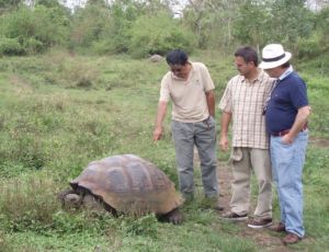 Especie terrestre de tortuga 