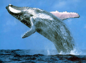 ballenas
